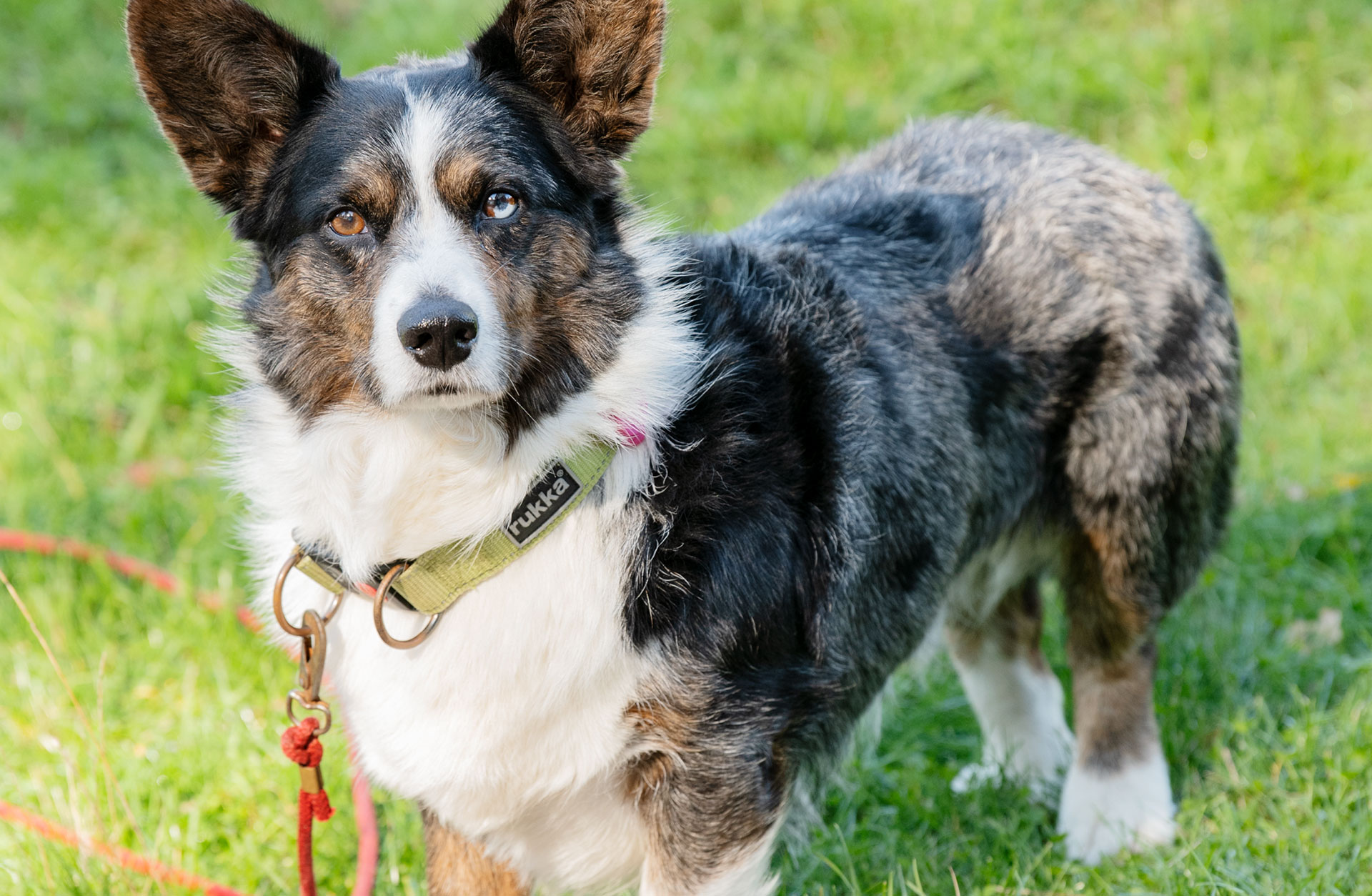 Hunden Axel tittar in i kameran.